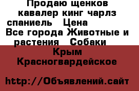 Продаю щенков кавалер кинг чарлз спаниель › Цена ­ 40 000 - Все города Животные и растения » Собаки   . Крым,Красногвардейское